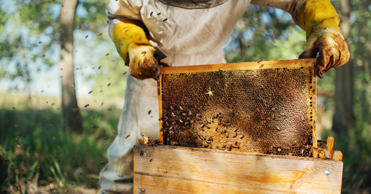 Close-up of beekeeper in protective gear holding a honeycomb frame covered in bees