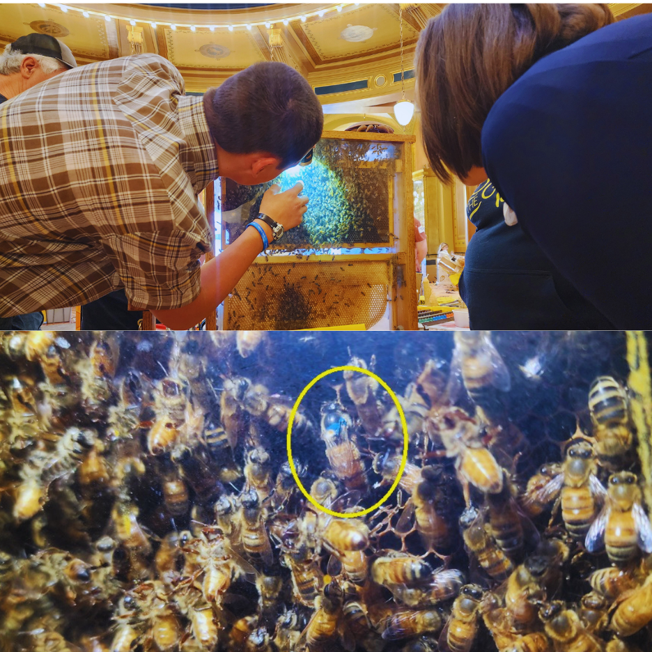 Bee Day 3